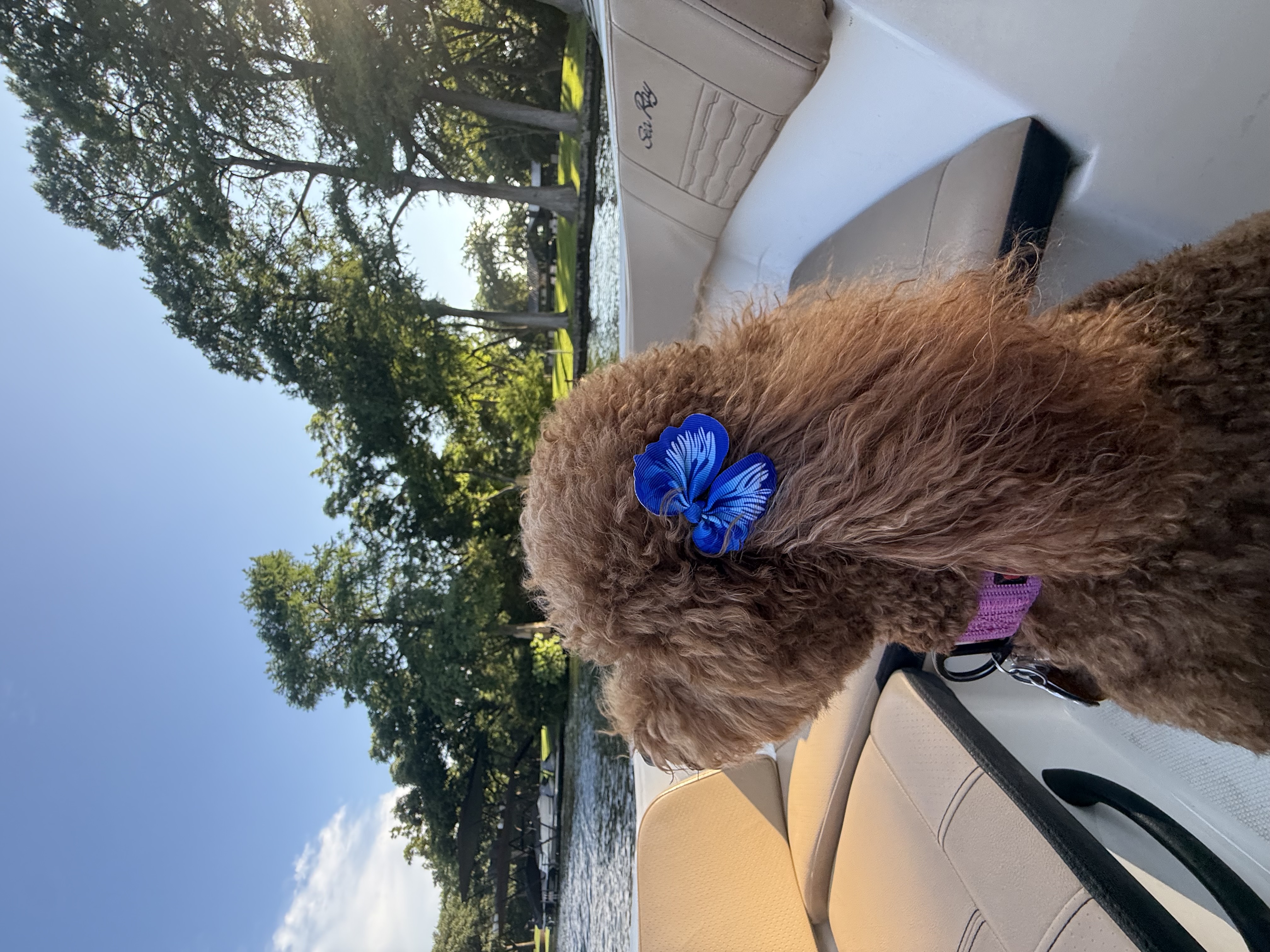 A picture of my standard poodle Dakota on a boat in Austin, Texas